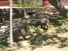 PICTURES/Tonto Natural Bridge/t_Javalina At Visitor Center2.JPG